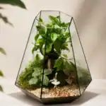 تراریوم بونسای دماوند