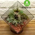 تراریوم چند وجهی روبیک