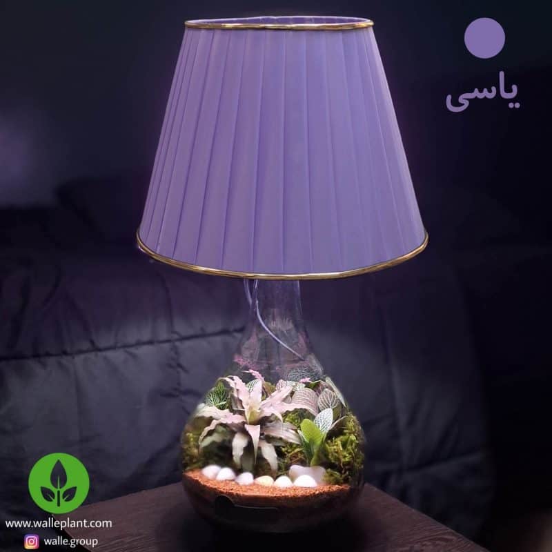 تراریوم بهمراه آّباژور و چراغ خواب