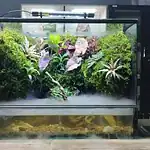 پالو داریوم بزرگ آکواریومی