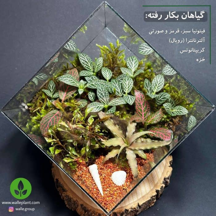 تراریوم مربعی روبیک