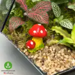تراریوم شیشه ای مدل الماسی