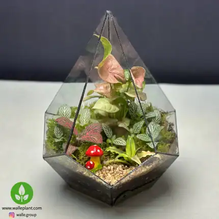 تراریوم شیشه ای مدل الماسی