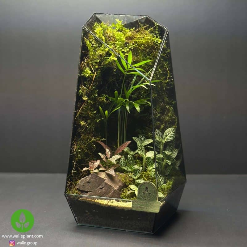 تراریوم جنگلی مدل سراوان