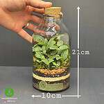 تراریوم کوچک