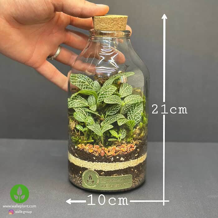 تراریوم کوچک