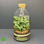 تراریوم کوچک