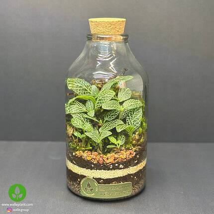 تراریوم کوچک