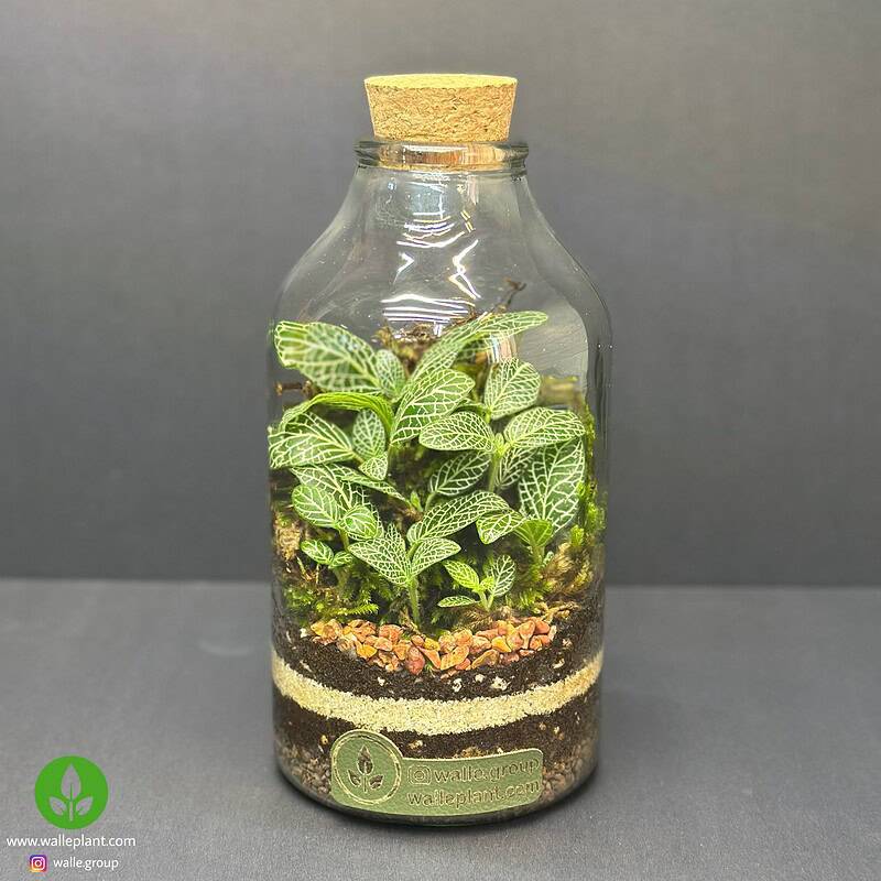 تراریوم کوچک