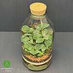 تراریوم کوچک