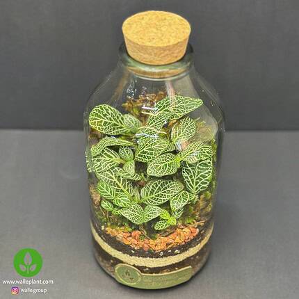 تراریوم کوچک