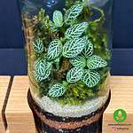 ست اداری تراریوم