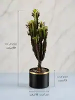 افربیا تیریگنا | - Image 2