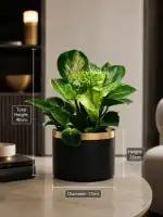 فیلودندرون برکینگ - Image 2