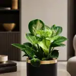 فیلودندرون برکینگ
