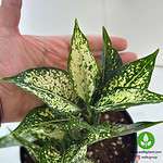 آگلونما برفی مقاوم سایه در دکور منزل – خرید آنلاین گیاه تصفیهکننده