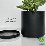 گیاه آپارتمانی آگلونما برفی در گلدان مشکی – واریته نادر سفید