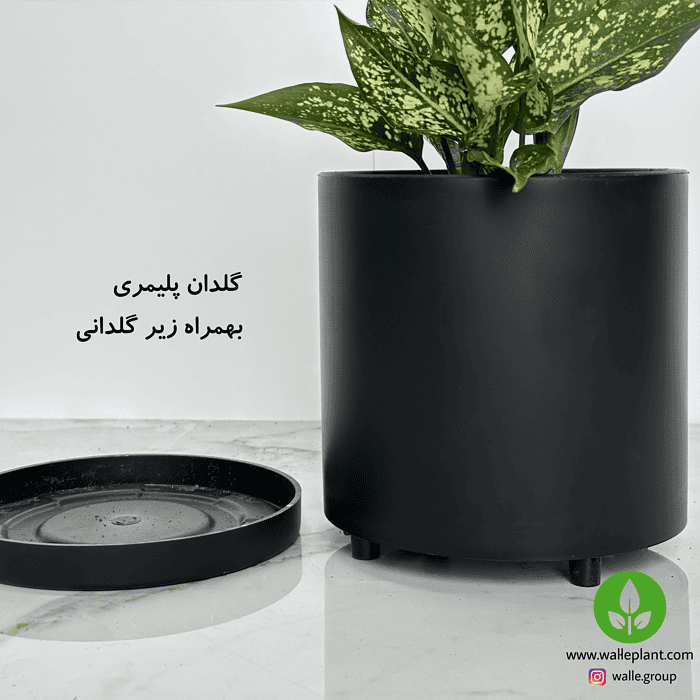 گیاه آپارتمانی آگلونما برفی در گلدان مشکی – واریته نادر سفید