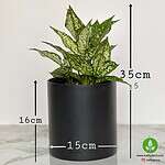 خرید آگلونما برفی اسنو وایت – نمای نزدیک برگهای واریگاته سفید براق