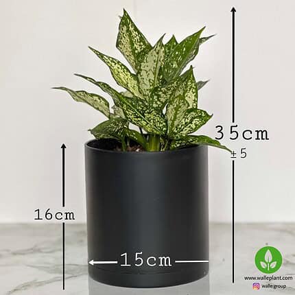 خرید آگلونما برفی اسنو وایت – نمای نزدیک برگهای واریگاته سفید براق