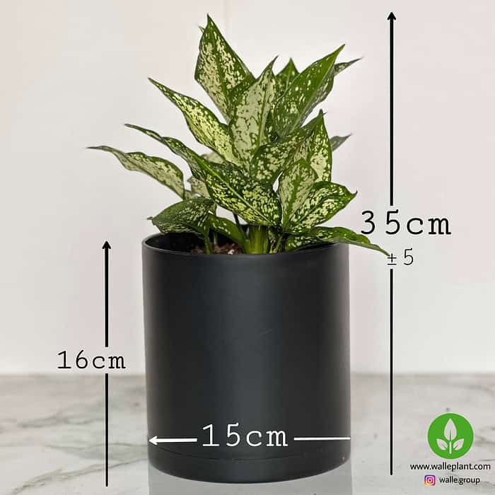 خرید آگلونما برفی اسنو وایت – نمای نزدیک برگ‌های واریگاته سفید براق