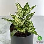 خرید آگلونما برفی اسنو وایت – نمای نزدیک برگهای واریگاته سفید براق