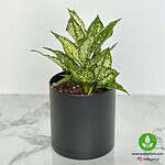 خرید آگلونما برفی اسنو وایت – نمای نزدیک برگ‌های واریگاته سفید براق