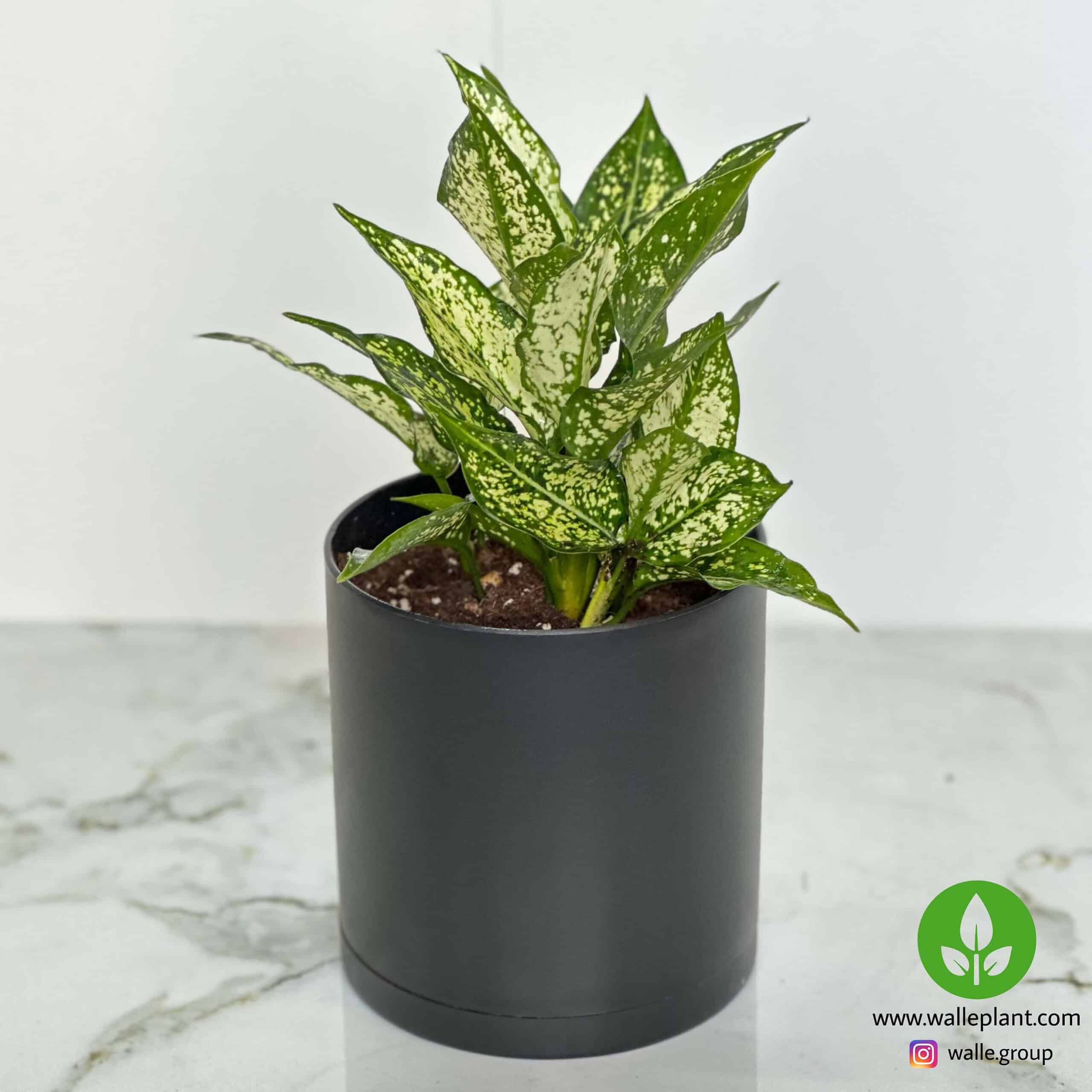 آگلونما برفی خرید آگلونما برفی اسنو وایت – نمای نزدیک برگهای واریگاته سفید براق