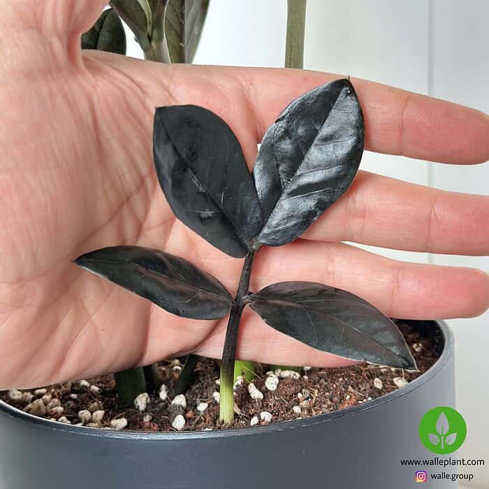 گیاه زاموفیلیا سوپر بلک با برگ‌های مشکی براق در گلدان مشکی مدرن