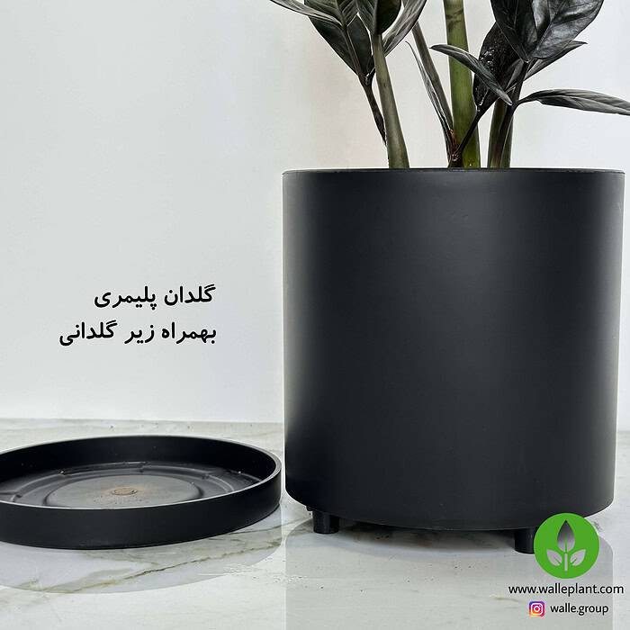 گیاه زاموفیلیا سوپر بلک با برگ‌های مشکی براق در گلدان مشکی مدرن