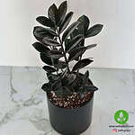 گیاه زاموفیلیا سوپر بلک با برگ‌های مشکی براق در گلدان مشکی مدرن