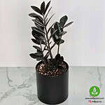 گیاه زاموفیلیا سوپر بلک با برگ‌های مشکی براق در گلدان مشکی مدرن