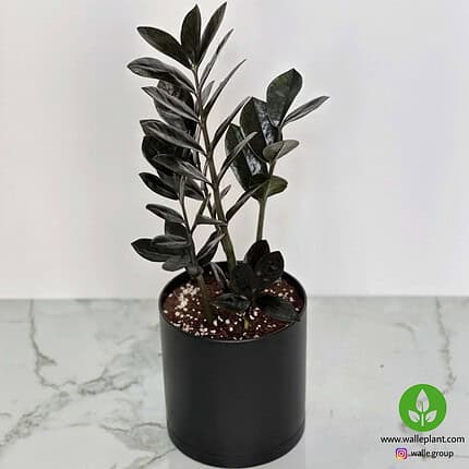 گیاه زاموفیلیا سوپر بلک با برگ‌های مشکی براق در گلدان مشکی مدرن
