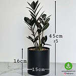 نمای جانبی زاموفیلیا سبز هلندی در گلدان ۲۱ سانتی‌متری – ایده‌آل برای دکوراسیون کم‌نور