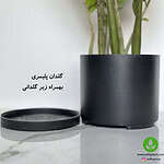 گیاه زاموفیلیا سبز - Image 4