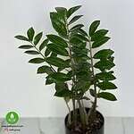 گیاه زاموفیلیا سبز - Image 3