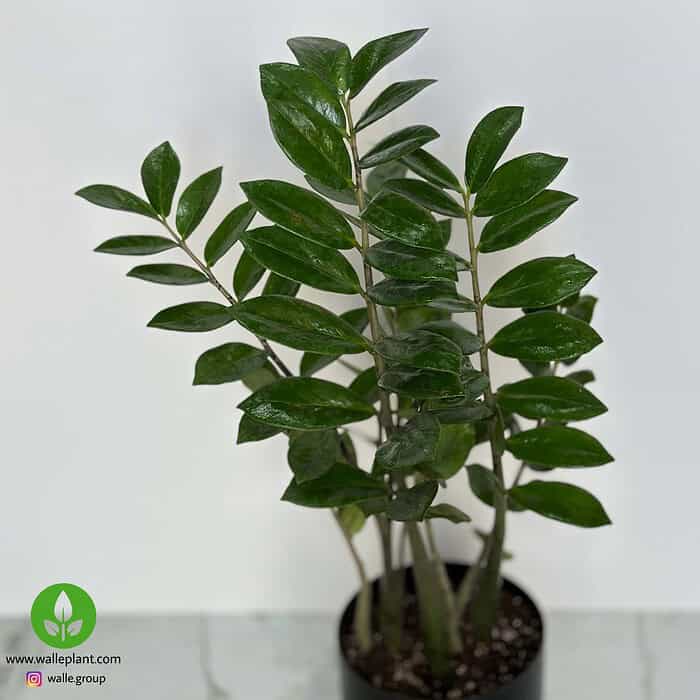 گیاه زاموفیلیا سبز - Image 3