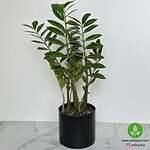 خرید زاموفیلیا سبز