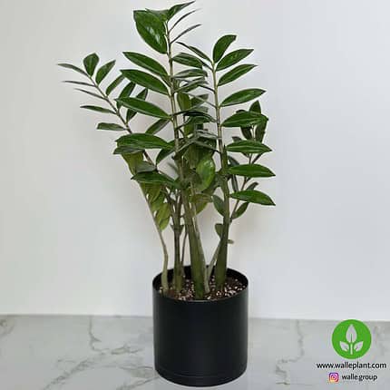 خرید زاموفیلیا سبز