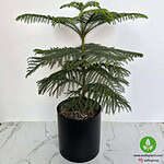 خرید کاج مطبق آپارتمانی در گلدان مشکی ۹۰ سانتی‌متر