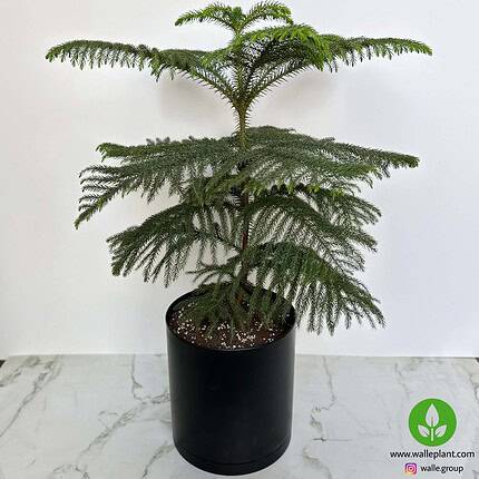 خرید کاج مطبق آپارتمانی در گلدان مشکی ۹۰ سانتی‌متر