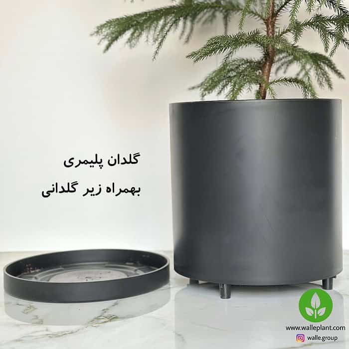 خرید کاج مطبق