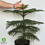 خرید کاج مطبق آپارتمانی در گلدان مشکی ۹۰ سانتی‌متر