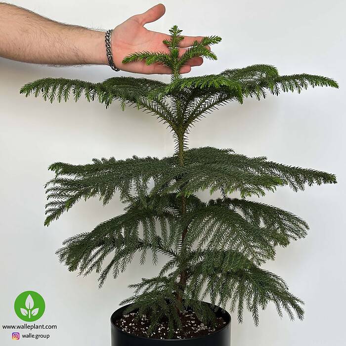 خرید کاج مطبق آپارتمانی در گلدان مشکی ۹۰ سانتی‌متر