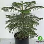 خرید کاج مطبق آپارتمانی در گلدان مشکی ۹۰ سانتی‌متر