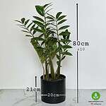 گیاه زاموفیلیا سبز - Image 2