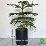 خرید کاج مطبق