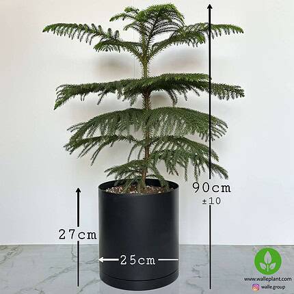 خرید کاج مطبق