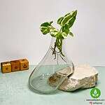 گلدان شیشه و سنگ 005