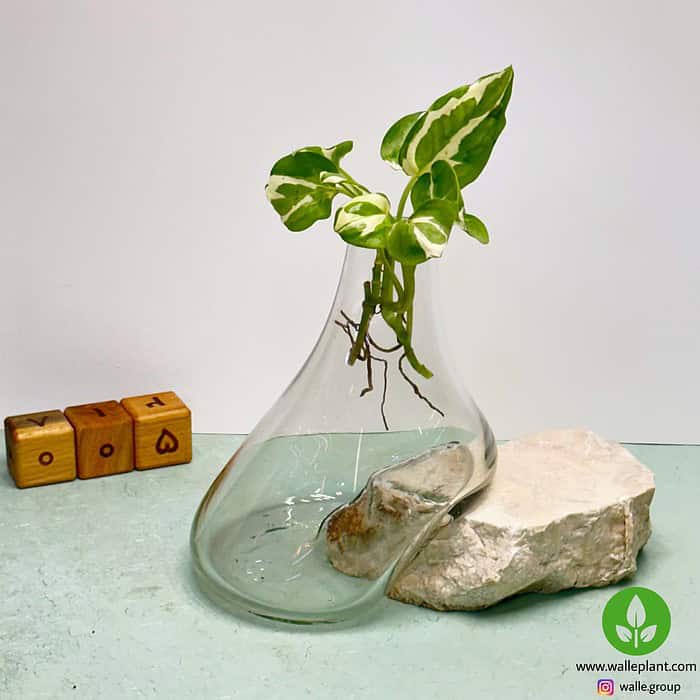 گلدان شیشه و سنگ 005